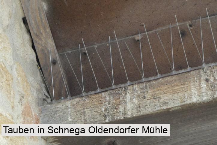 Tauben in Schnega Oldendorfer Mühle